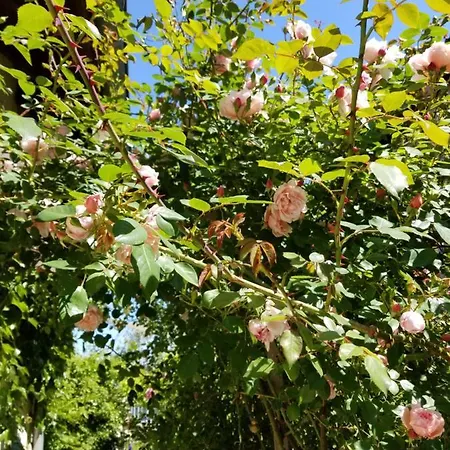 Bed & Breakfast D'hotes De Charme, Un Temps En Foret Westhouse