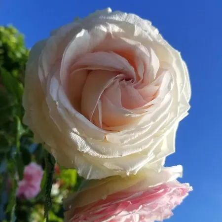 Bed & Breakfast D'hotes De Charme, Un Temps En Foret Westhouse