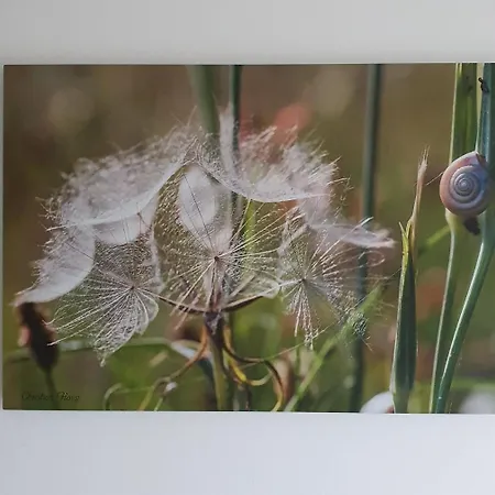 D'hotes De Charme, Un Temps En Foret Westhouse